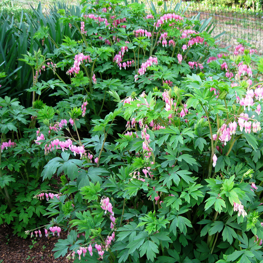 Pink Bleeding Heart (Dicentra spectabilis)