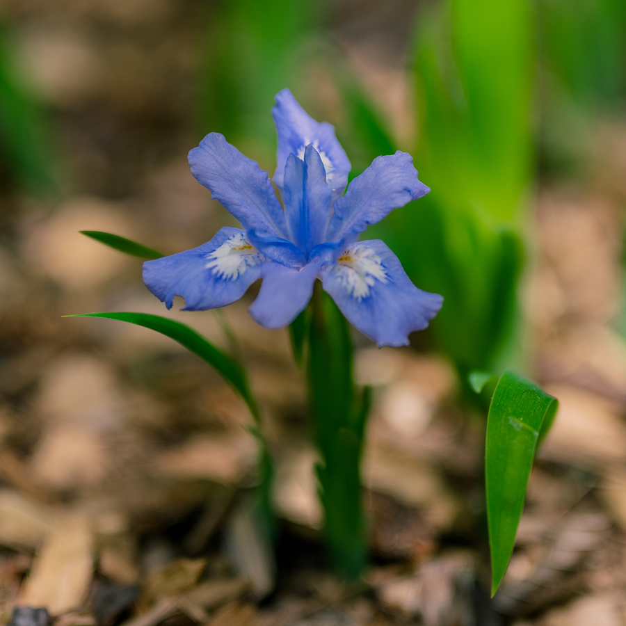 Bare Root Dwarf Crested Iris (Iris cristata)