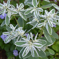 Snow-on-the-Mountain Seeds (Euphorbia marginata)