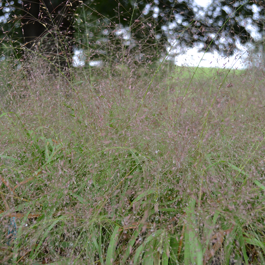 Purple Lovegrass (Eragrostis spectabilis)