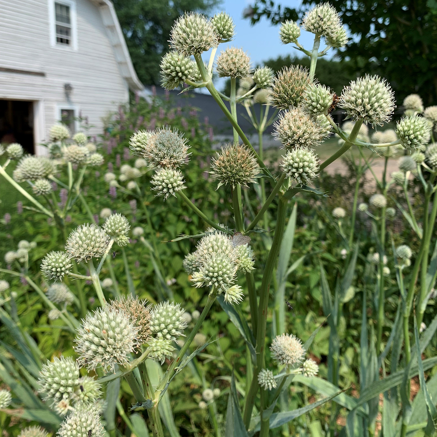 Rattlesnake Master (Eryngium yuccifolium)