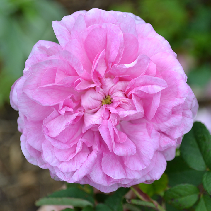 “Elegant Gallica” Rose (Rosa gallica ‘Officinalis’ variety)