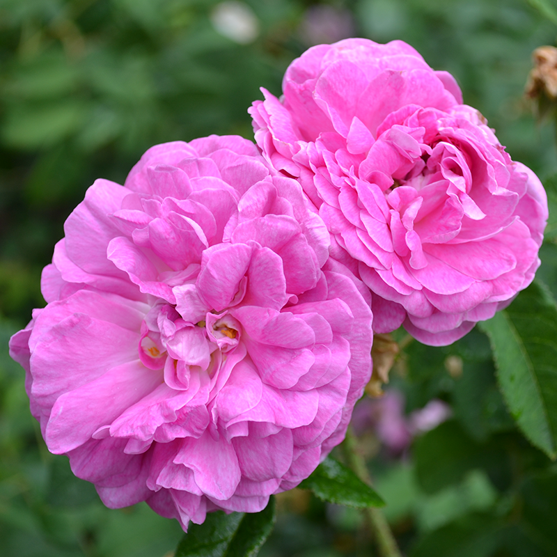“Elegant Gallica” Rose (Rosa gallica ‘Officinalis’ variety)
