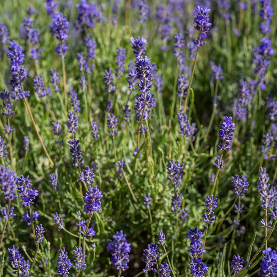 English Lavender (Lavandula angustifolia)