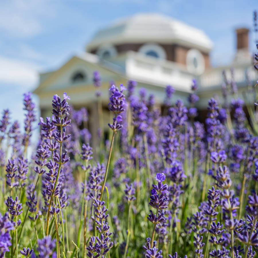 English Lavender Seeds (Lavandula angustifolia)