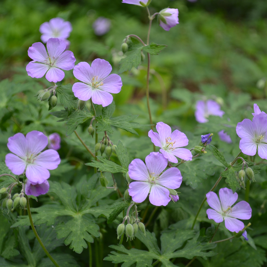 Wild Geranium (Geranium maculatum)