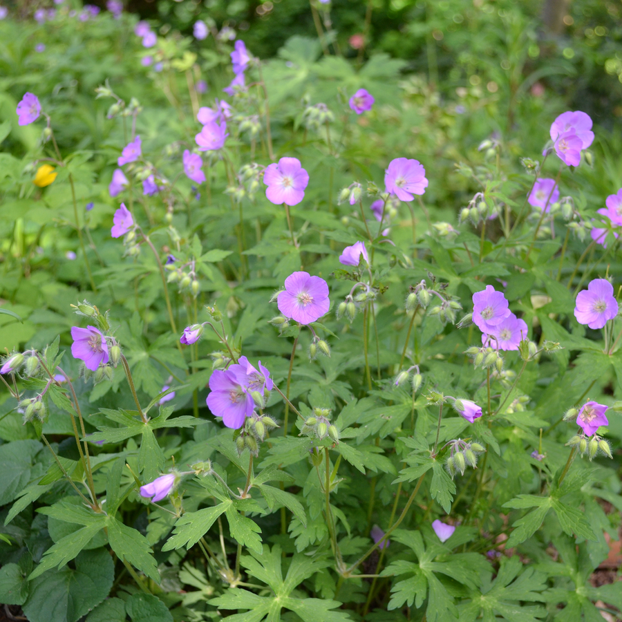 Bare Root Wild Geranium (Geranium maculatum)