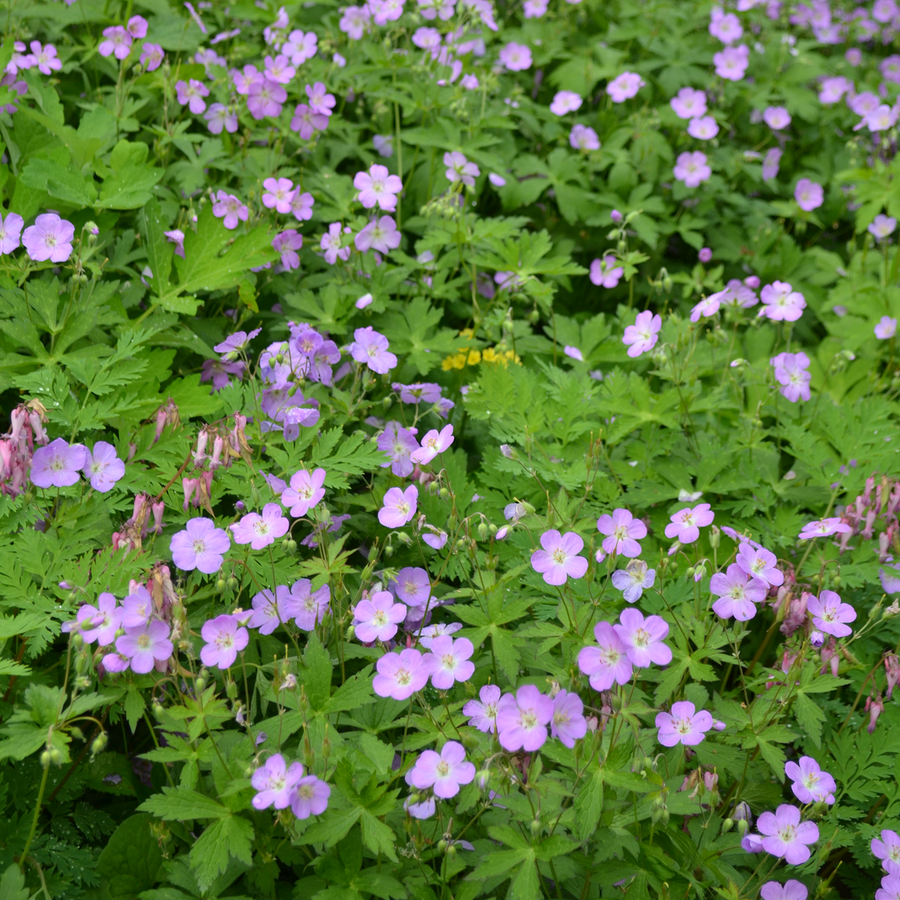 Bare Root Wild Geranium (Geranium maculatum)