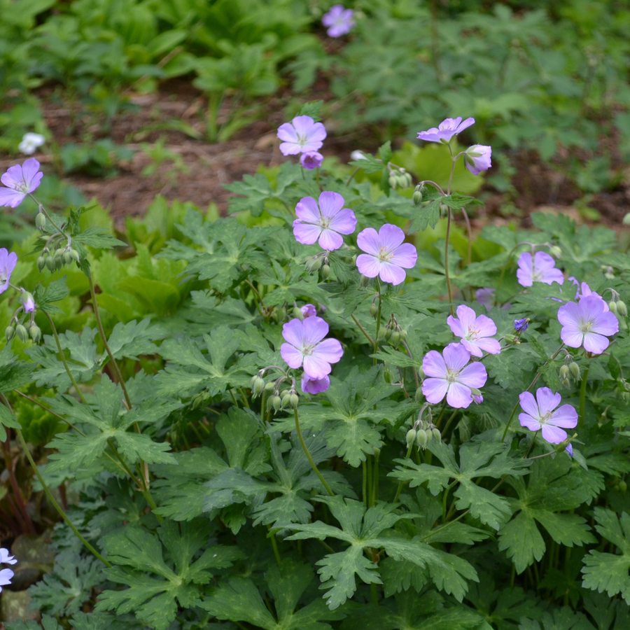 Bare Root Wild Geranium (Geranium maculatum)