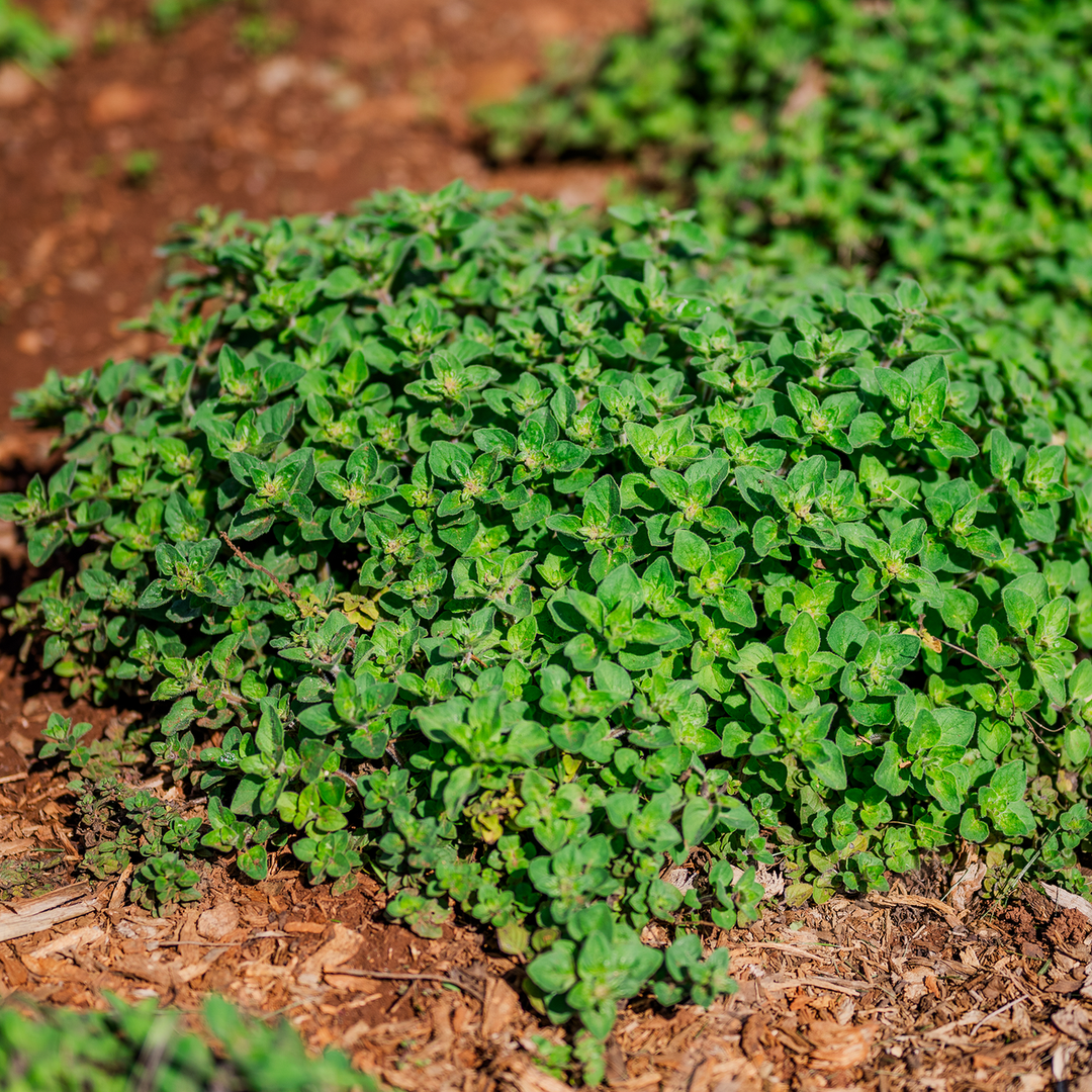 Greek Oregano (Origanum vulgare subsp. hirtum)