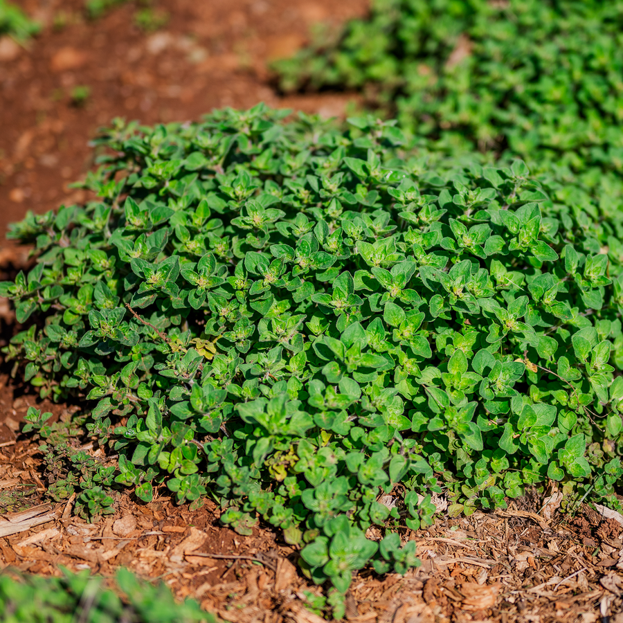 Greek Oregano (Origanum vulgare subsp. hirtum)