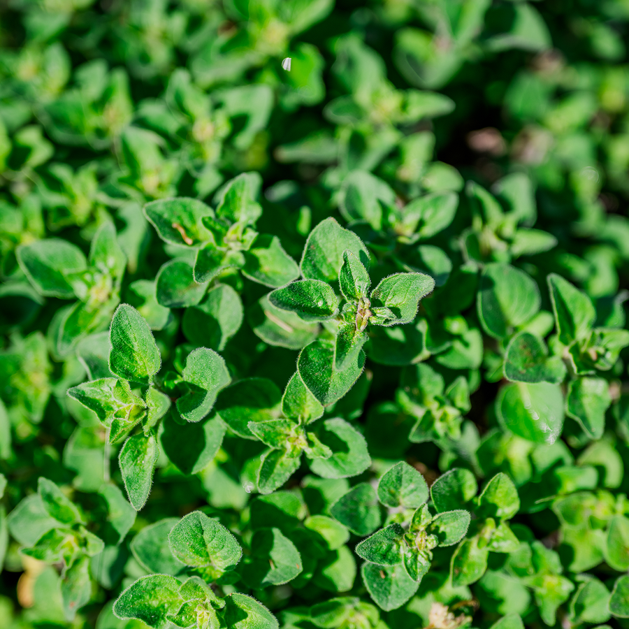 Greek Oregano (Origanum vulgare subsp. hirtum)