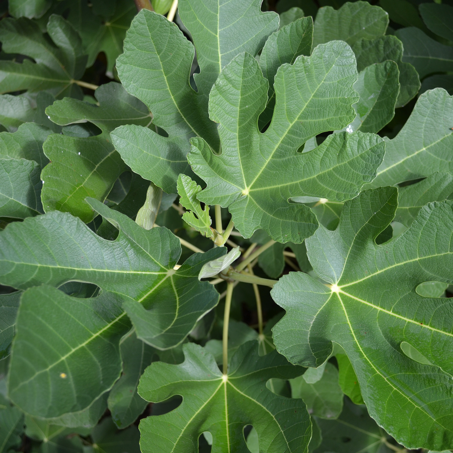 Green Ischia Fig (Ficus carica cv.)