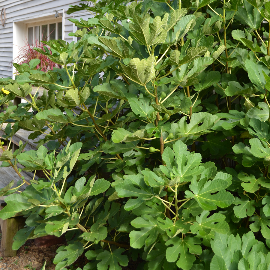 Green Ischia Fig (Ficus carica cv.)