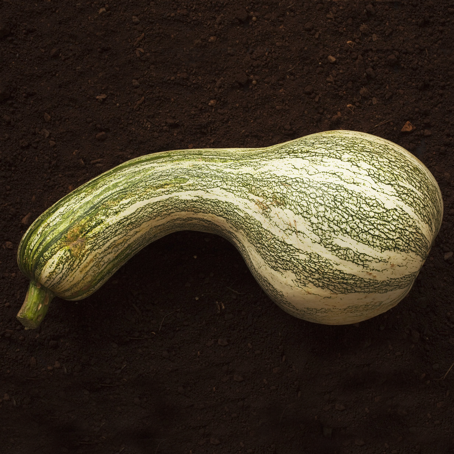 Green Striped Cushaw Winter Squash Seeds (Cucurbita mixta cv.)