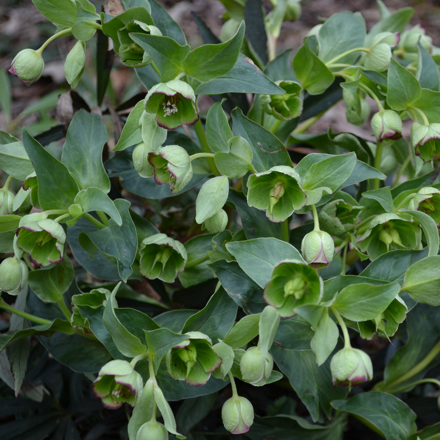 Bear's Foot Hellebore (Helleborus foetidus)