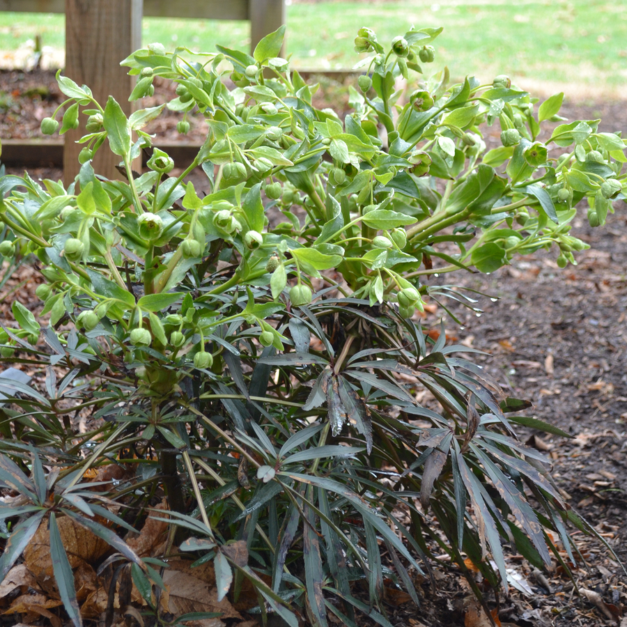 Bear's Foot Hellebore (Helleborus foetidus)