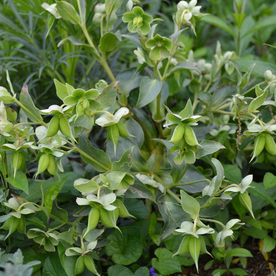 Bear's Foot Hellebore (Helleborus foetidus)