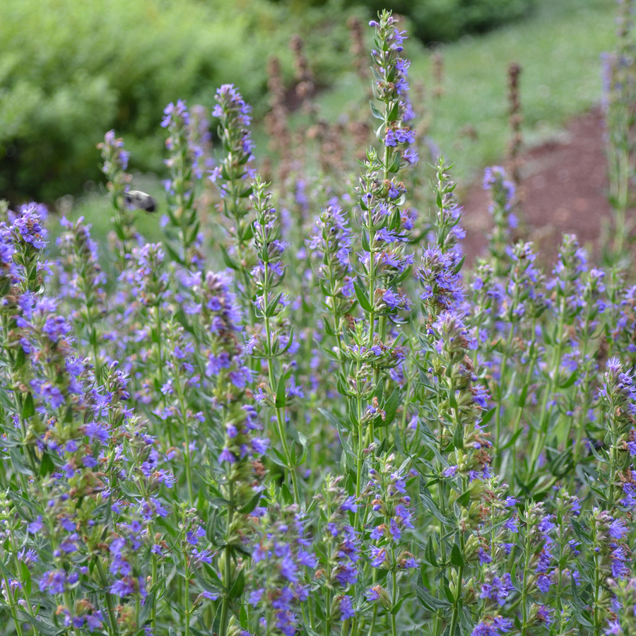 Hyssop (Hyssopus officinalis)