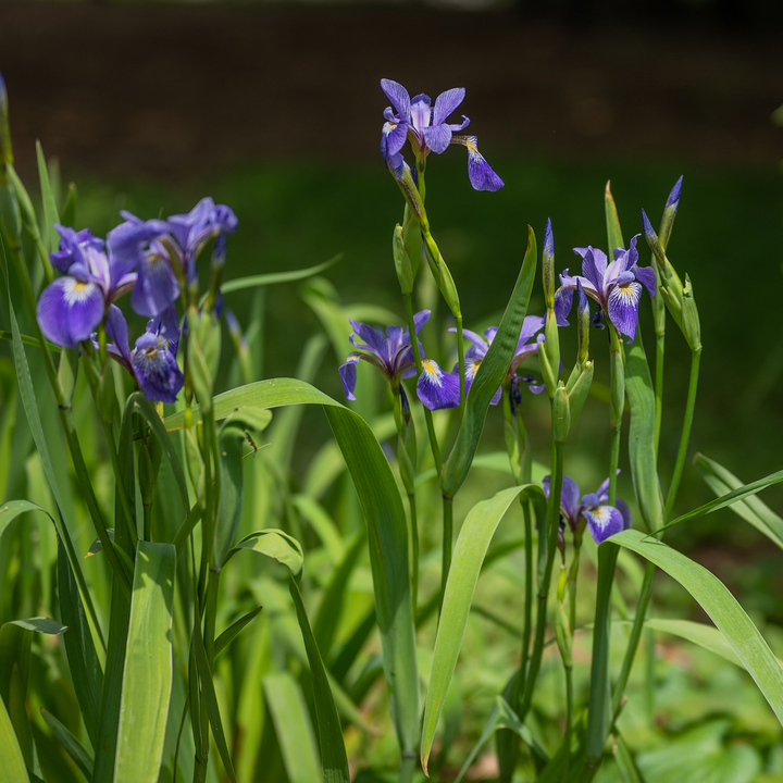 Harlequin Blue Flag (Iris versicolor)