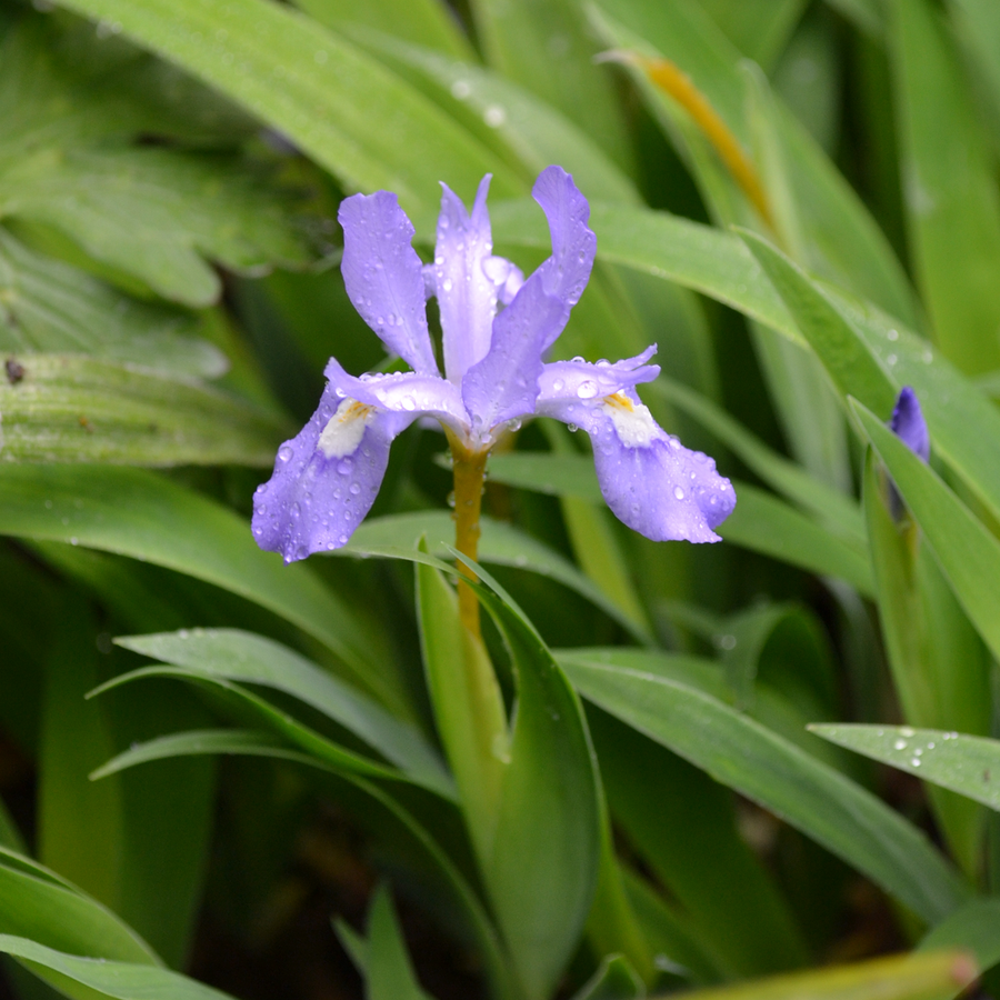 Dwarf Crested Iris (Iris cristata)