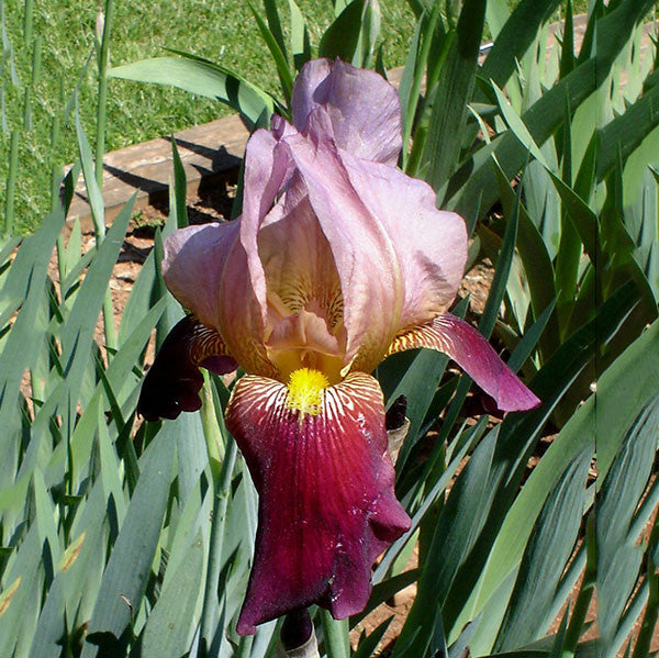 Indian Chief Iris (Iris x germanica cv.)