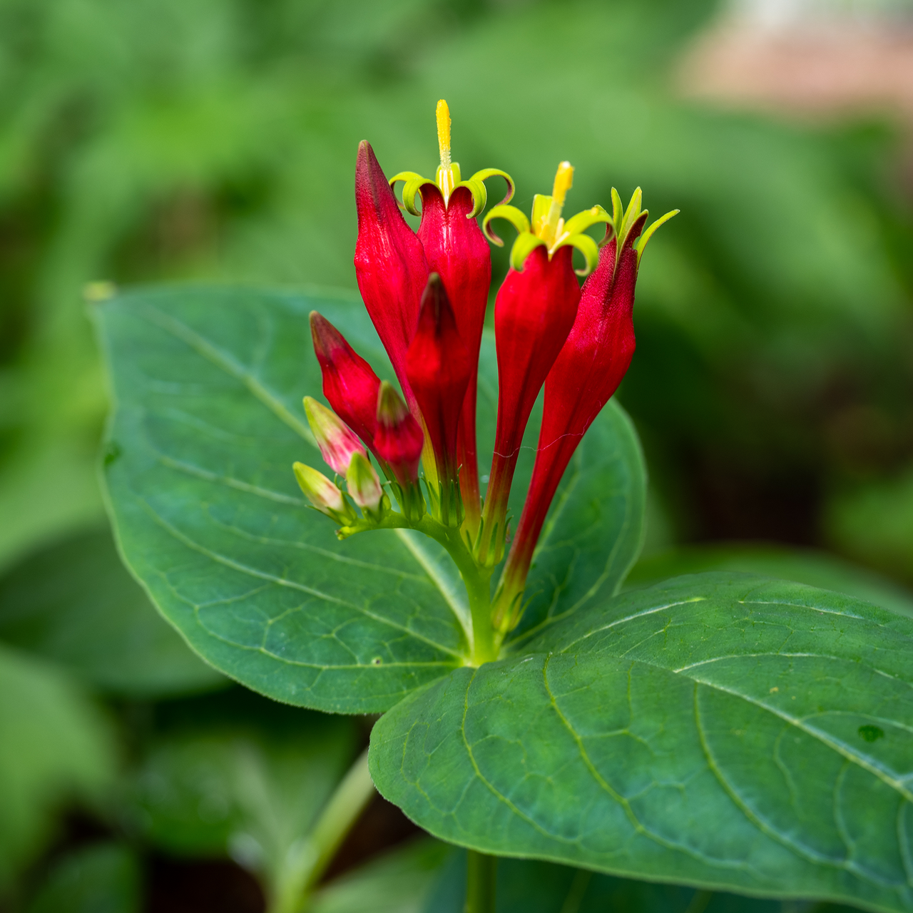 Bare Root Indian Pink (Spigelia marilandica) – Monticello Shop