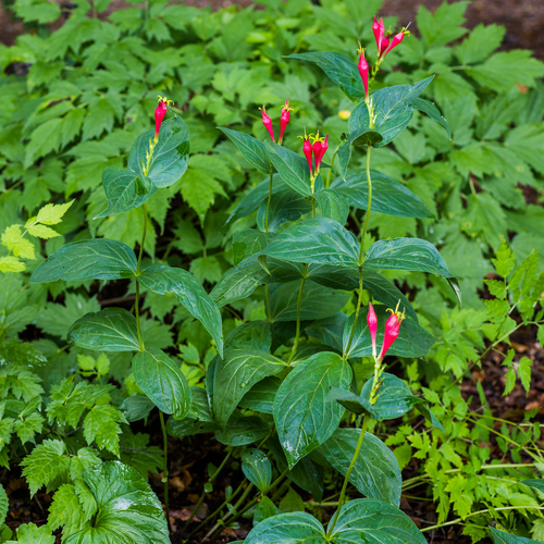 Bare Root Indian Pink (Spigelia marilandica)