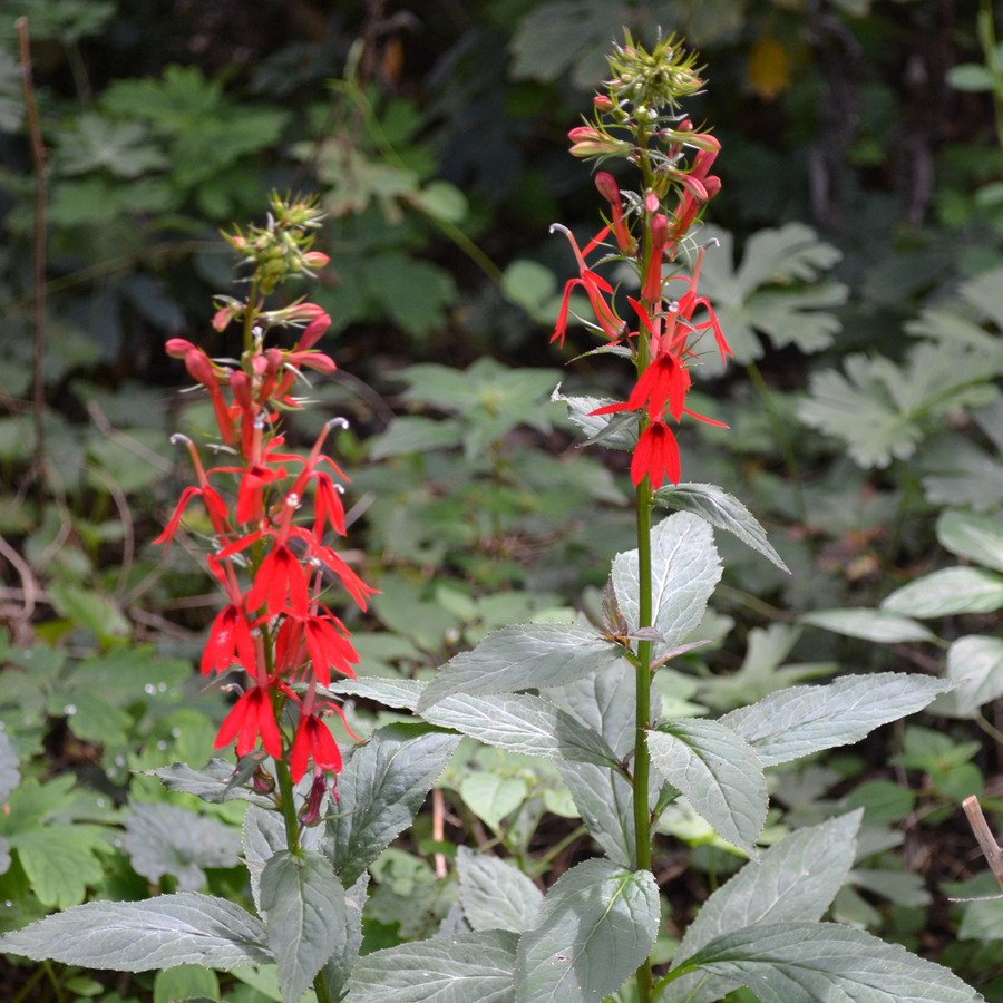 Cardinal Flower (Lobelia cardinalis)