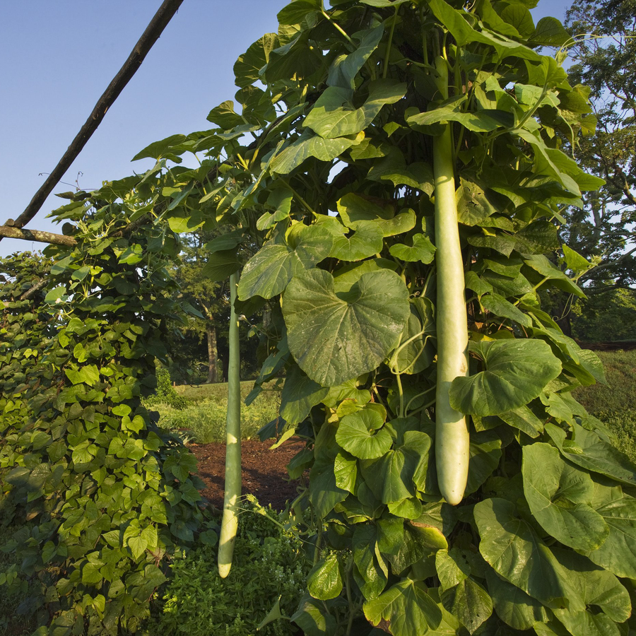 Guinea Bean or Snake Gourd Seeds (Lagenaria siceraria var.)