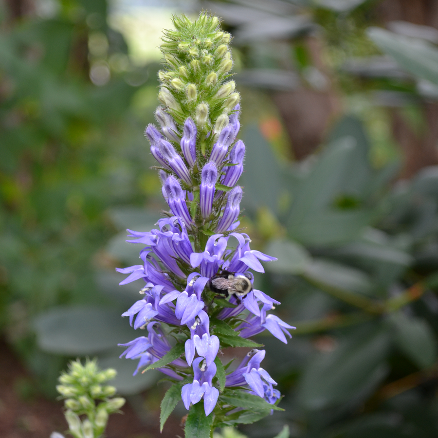 Great Blue Lobelia (Lobelia siphilitica)