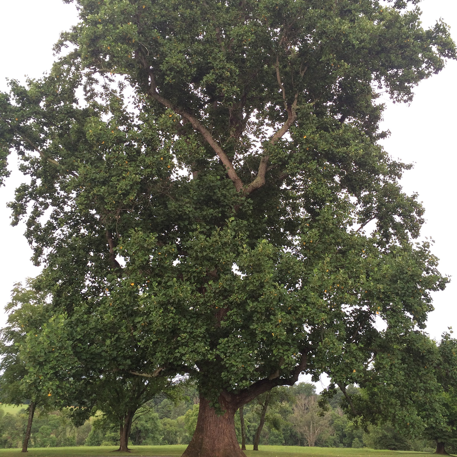 Bare Root Tulip Tree (Liriodendron tulipifera)