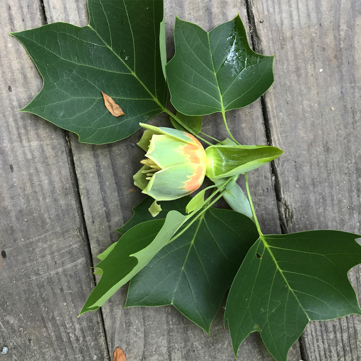 Bare Root Tulip Tree (Liriodendron tulipifera)