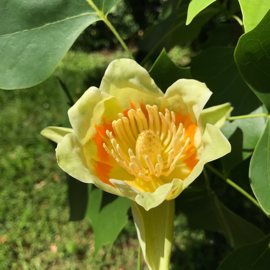 Bare Root Tulip Tree (Liriodendron tulipifera)