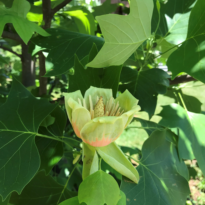 Bare Root Tulip Tree (Liriodendron tulipifera)