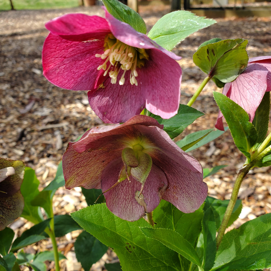 Lenten Rose (Helleborus x hybridus)