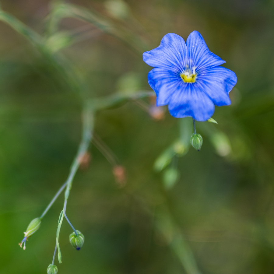 Lewis' Prairie Flax Seeds (Linum perenne lewisii)