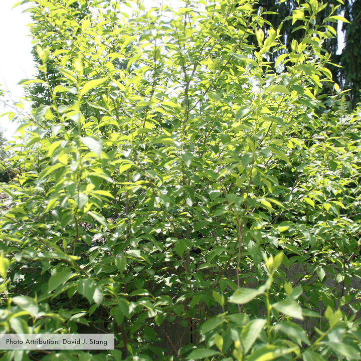 Bare Root Spicebush (Lindera benzoin)
