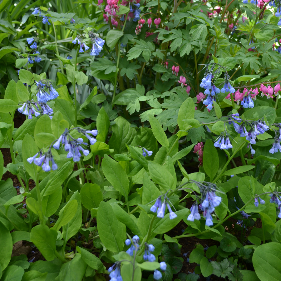 Virginia Bluebells (Mertensia virginica)