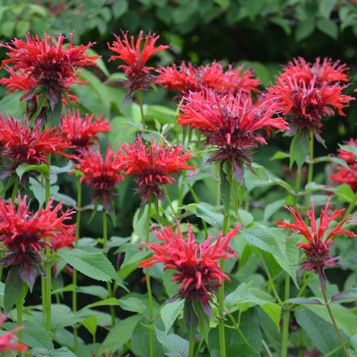 Bee Balm (Monarda didyma)