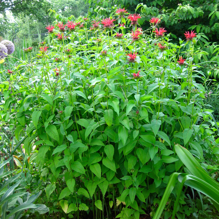 Bee Balm (Monarda didyma)