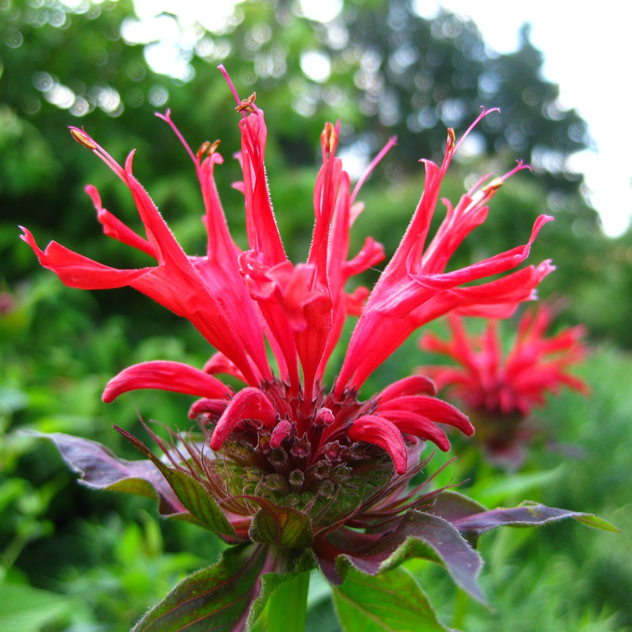 Bee Balm (Monarda didyma)