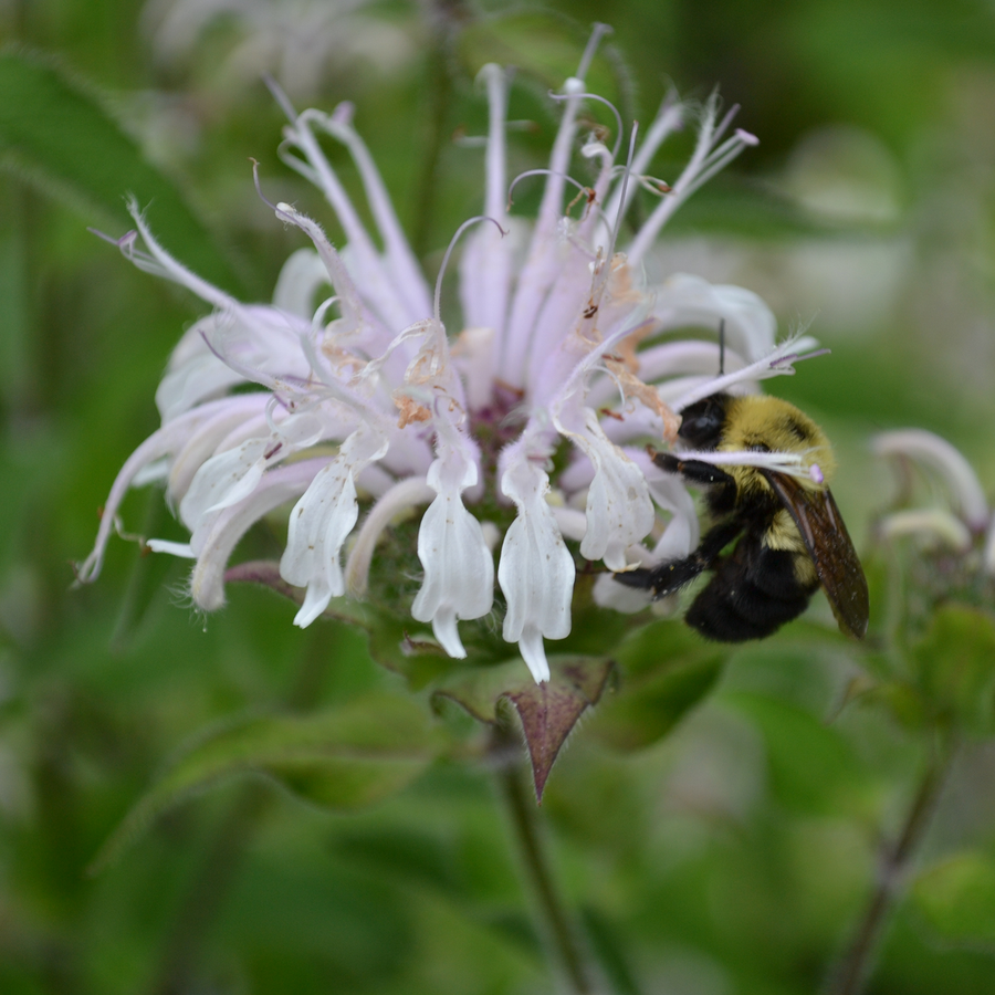 Wild Bergamot (Monarda fistulosa)