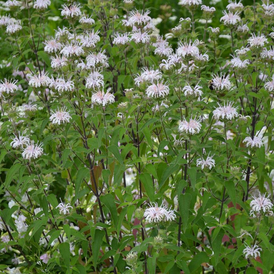 Wild Bergamot (Monarda fistulosa)