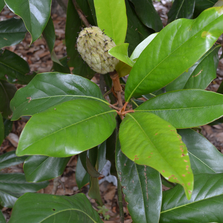 Bare Root Southern Magnolia (Magnolia grandiflora)