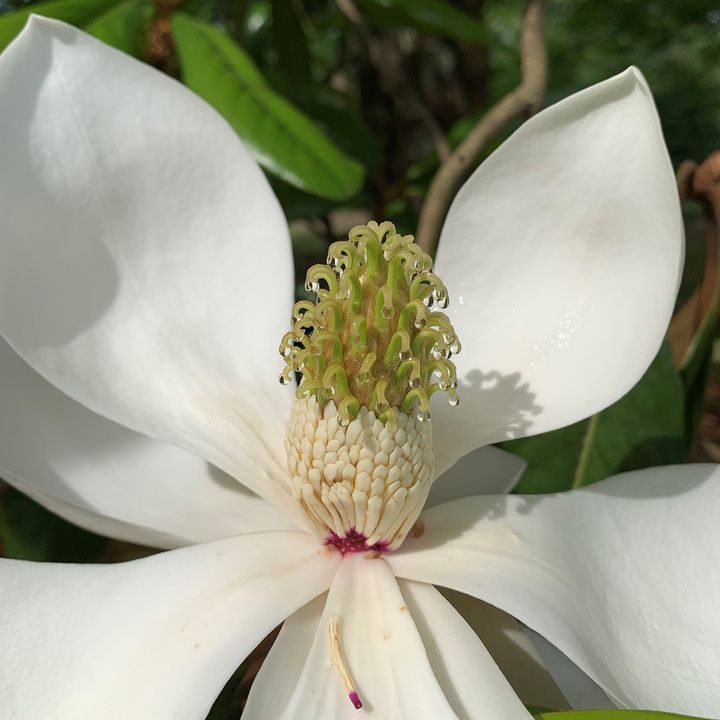 Bare Root Southern Magnolia (Magnolia grandiflora)