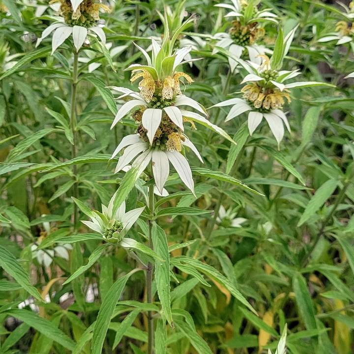 Spotted Bee Balm; Dotted Mint (Monarda punctata)