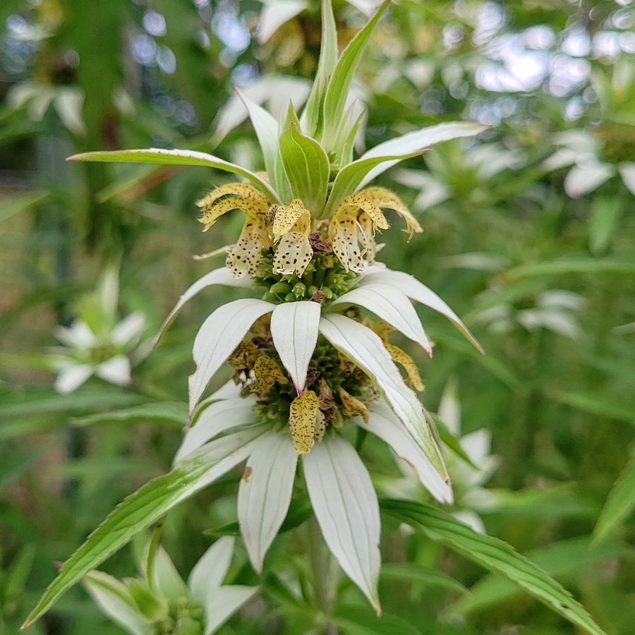 Spotted Bee Balm; Dotted Mint (Monarda punctata)