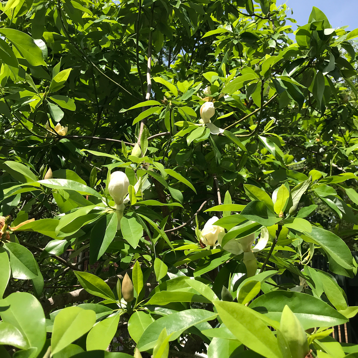 Bare Root Sweet Bay Magnolia (Magnolia virginiana)