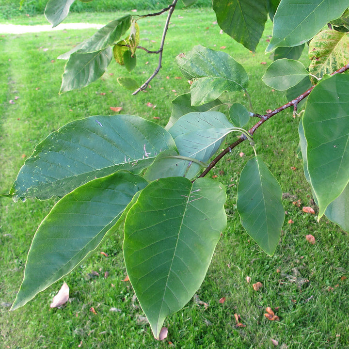Cucumber Tree (Magnolia acuminata)